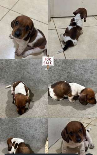 Se Vende cachorro salchicha 