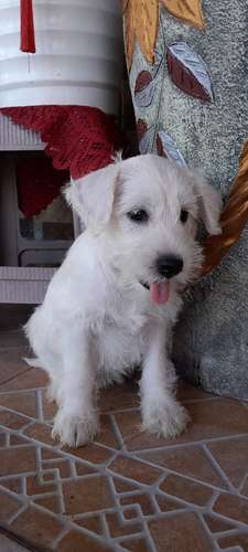 Schnauzer mini  - Imagen 2
