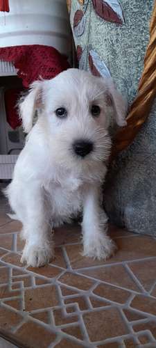 Schnauzer mini 