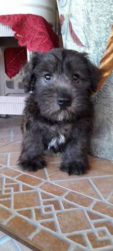 Schnauzer mini  - Imagen 2