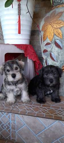 Schnauzer mini  - Imagen 3