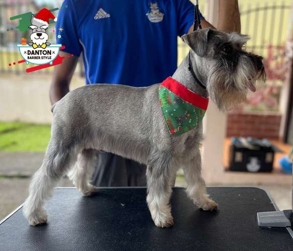 Schnauzer miniatura 