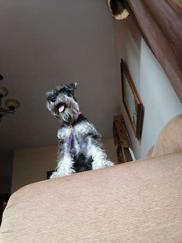 Schnauzer miniatura 