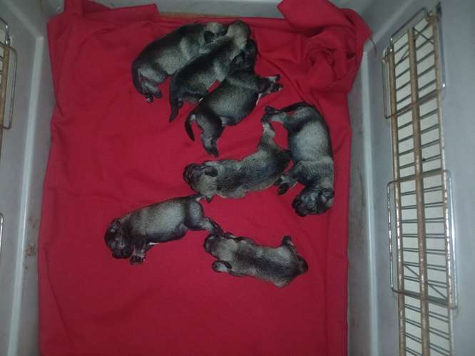 Schnauzer miniatura 