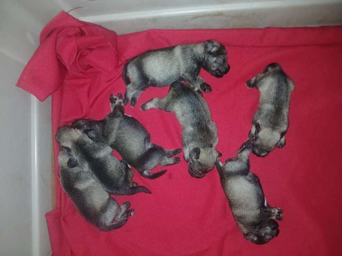 Schnauzer miniatura 