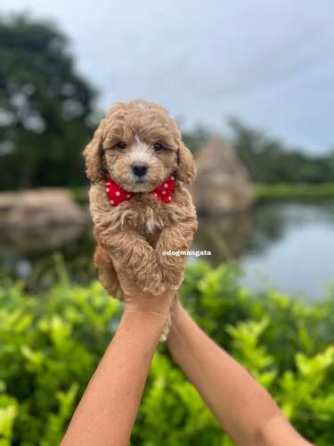 Doodle mini Toy Macho