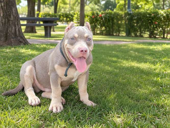American bully 