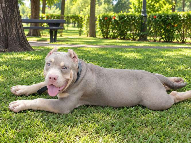 American bully  - Imagen 2