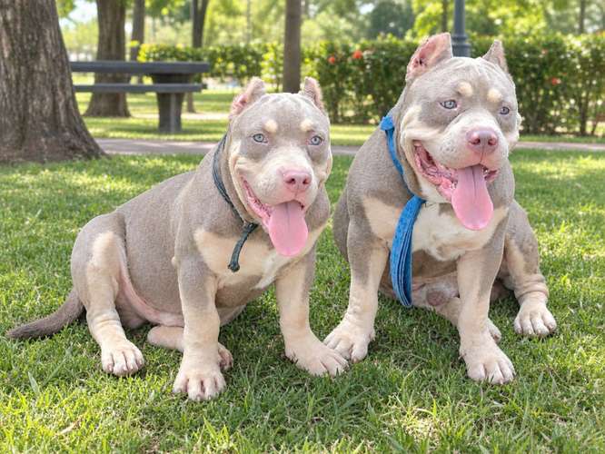 American bully  - Imagen 3
