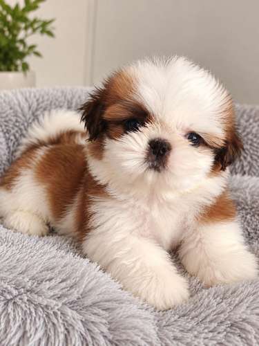 Hermosa ejemplar hembra Shih Tzu 100% pura  - Imagen 2