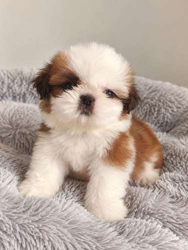 Hermosa ejemplar hembra Shih Tzu 100% pura 