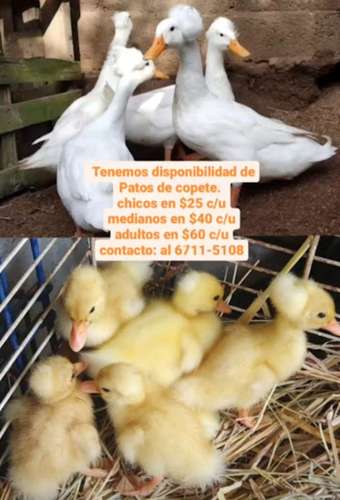 Patos Exóticos en Panamá  - Imagen 4