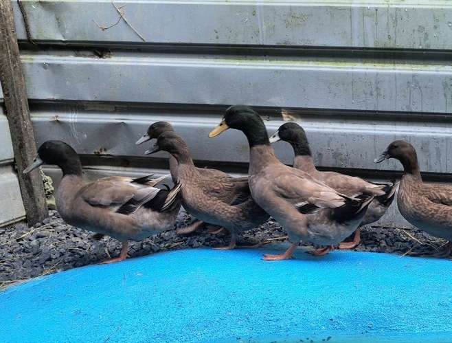 Patos Exóticos en Panamá  - Imagen 3