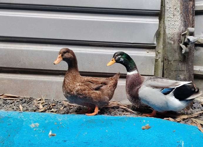 Patos Exóticos en Panamá 