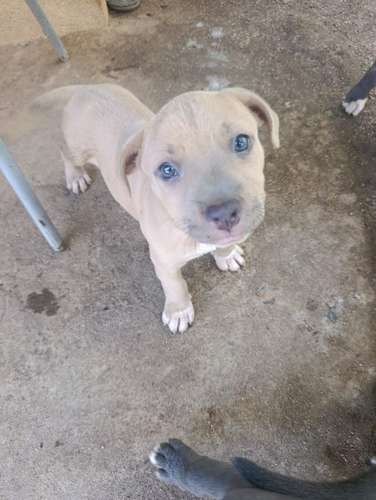 Pitbull blue HEMBRAS