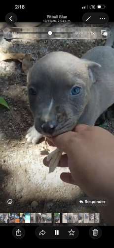 Pitbull blue HEMBRAS