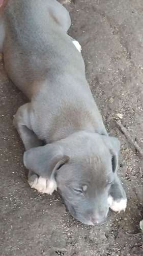 Pitbull blue HEMBRAS