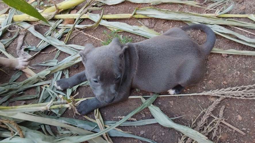 Pitbull blue HEMBRAS