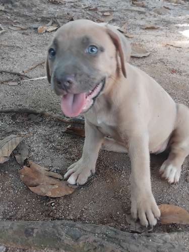 Pitbull blue HEMBRAS