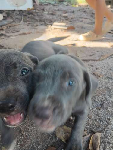 Pitbull blue HEMBRAS
