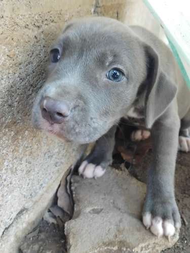 Pitbull blue HEMBRAS