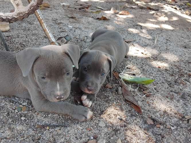 Pitbull blue HEMBRAS