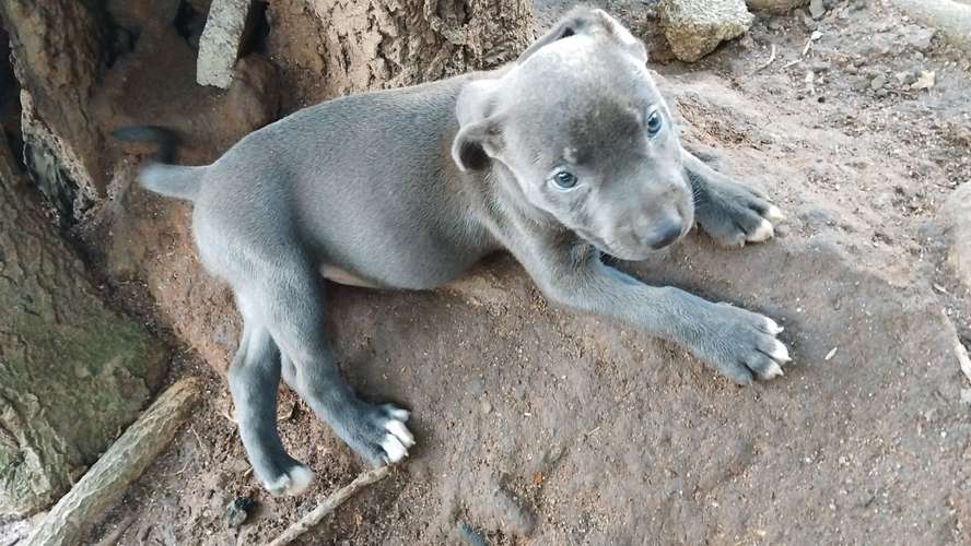 Pitbull blue HEMBRAS