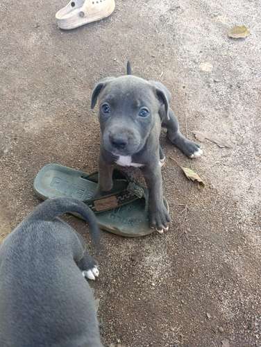 Pitbull blue HEMBRAS