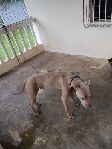 Pitbul puro 