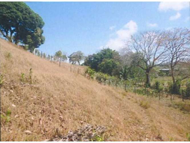 SE VENDE FINCA 1.6 HECTAREAS EN CHEPO LOMA DEL RIO CON  PISCINA - Imagen 7