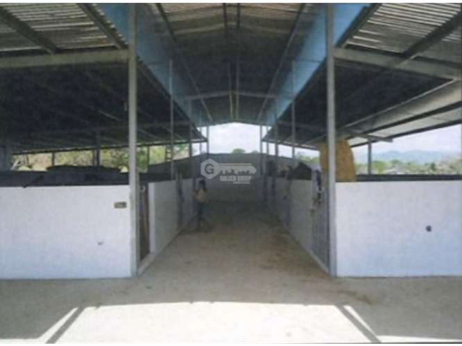 CHEPO / LOMA DEL RIO / 1.6 HECTAREA / CASA / ESTABLO / PISCINA