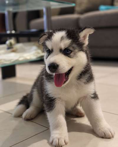 Cachorros Husky Siberiano de 3 meses - Imagen 3
