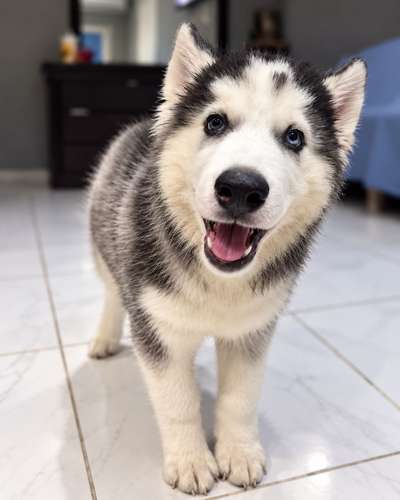 Cachorros Husky Siberiano de 3 meses - Imagen 2