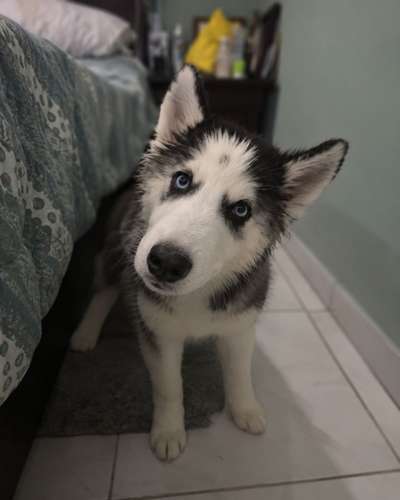 Cachorros Husky Siberiano de 3 meses - Imagen 5
