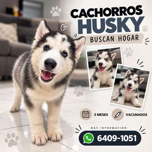 Cachorros Husky Siberiano de 3 meses