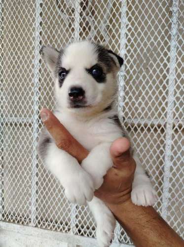 Husky Siberiano de la mejor genetica. vacunados y desparacitados. - Imagen 3