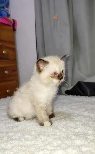 Gatito persa excelente para mascota  - Imagen 2
