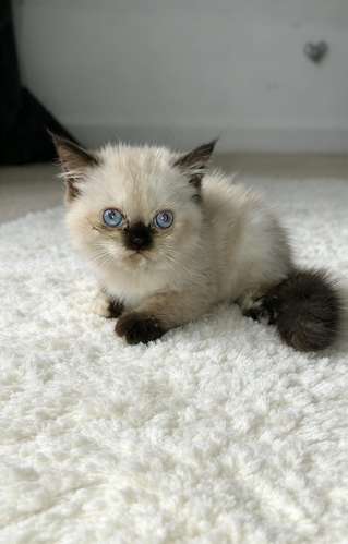 Gatito persa excelente para mascota  - Imagen 3