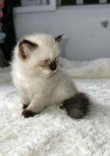 Gatito persa excelente para mascota 