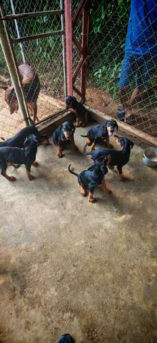 Cachorros Doberman Puro - Imagen 5