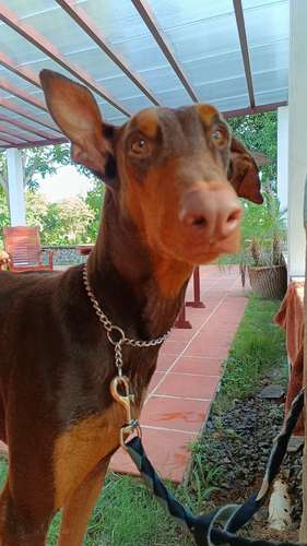 Cachorros Doberman Puro - Imagen 7