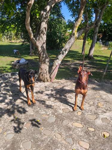 Cachorros Doberman Puro - Imagen 4