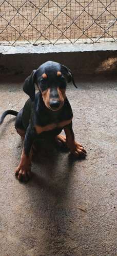 Cachorros Doberman Puro - Imagen 2