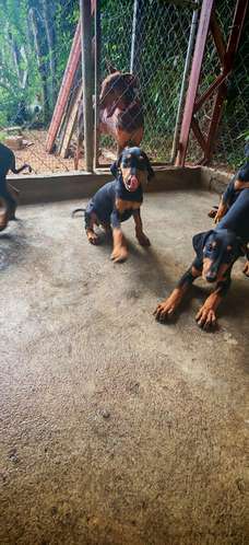 Cachorros Doberman Puro - Imagen 3