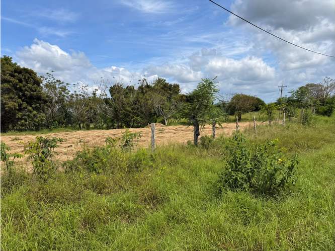 VENTA DE 2 FINCAS DE 23 HECTÁREAS EN CHIRIQUÍ | SECTOR SANTO TOMAS - Imagen 6