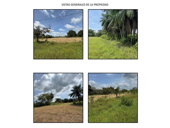 VENTA DE 2 FINCAS DE 23 HECTÁREAS EN CHIRIQUÍ | SECTOR SANTO TOMAS - Imagen 12