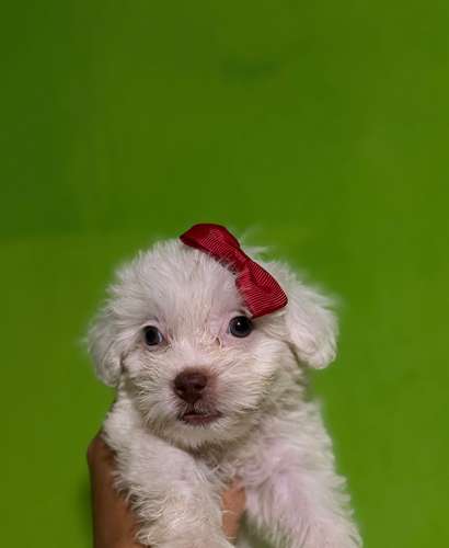 Hermosa cachorrita maltipoo toy de ojos claros con su tarjeta - Imagen 4