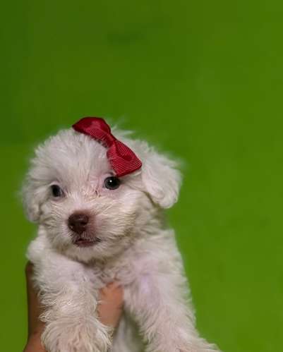 Hermosa cachorrita maltipoo toy de ojos claros con su tarjeta
