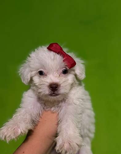 Hermosa cachorrita maltipoo toy de ojos claros con su tarjeta - Imagen 2