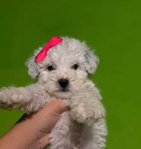  ¡Una princesa en casa! Hermosa French Poodle Mini Toy Blanca con su tarjeta  - Imagen 2